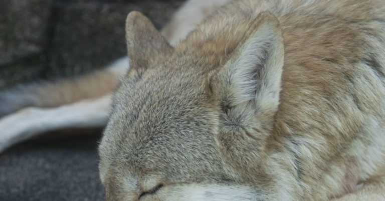 Sleep Environment - Calm gray wolf sleeping peacefully on paws on stone in shadow in zoological garden on clear day