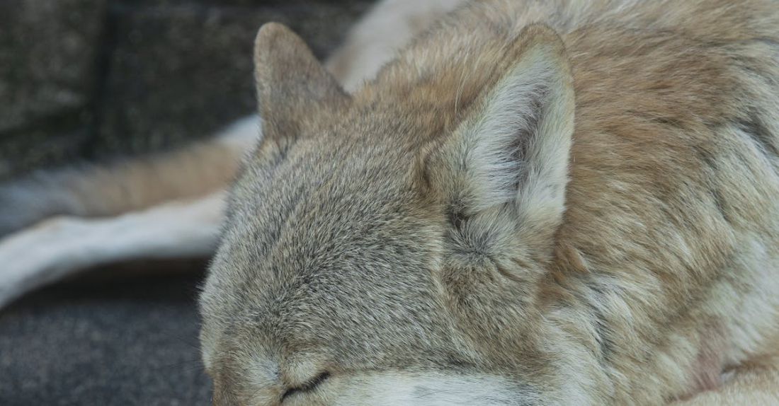 Sleep Environment - Calm gray wolf sleeping peacefully on paws on stone in shadow in zoological garden on clear day